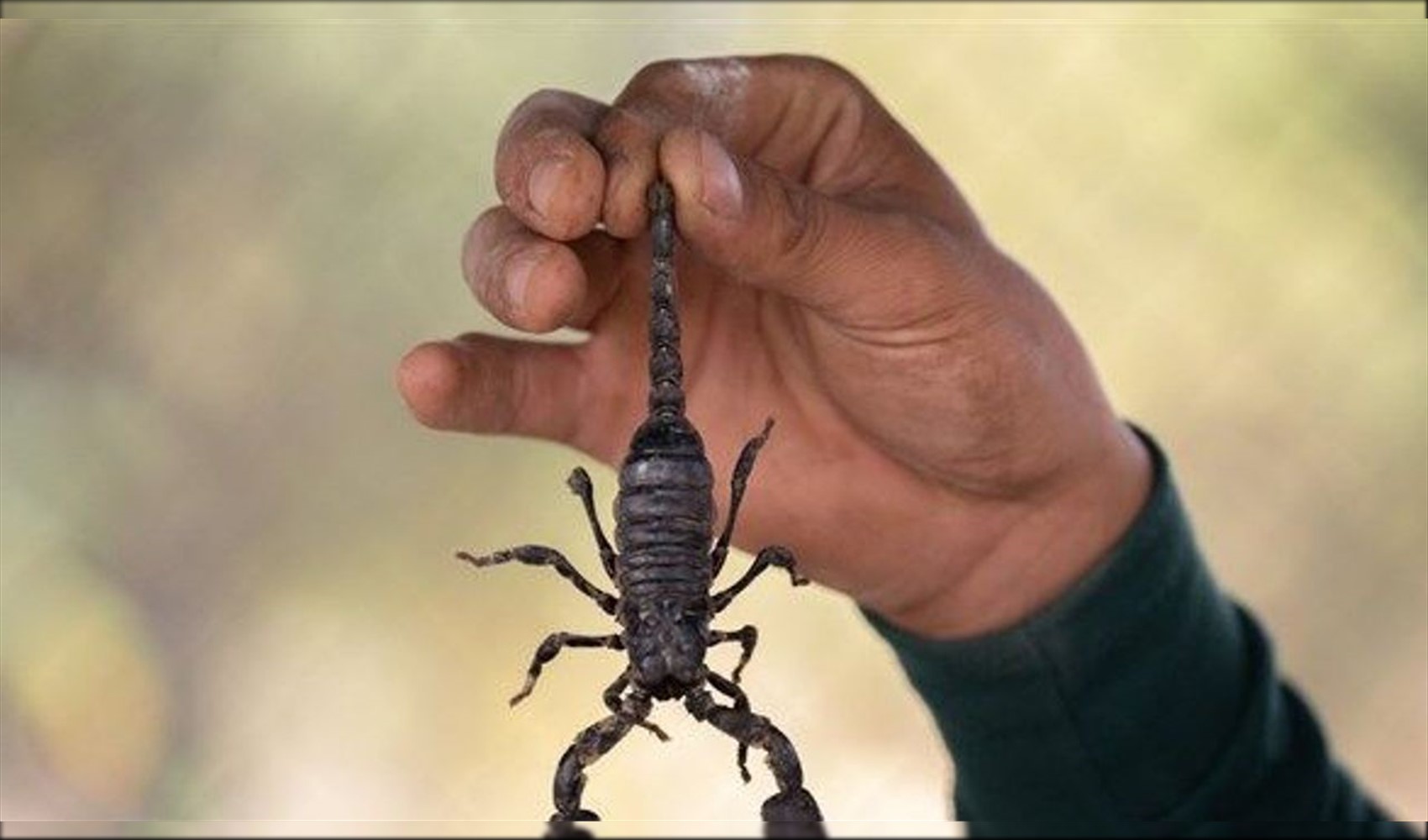 Scorpion warning in Istanbul