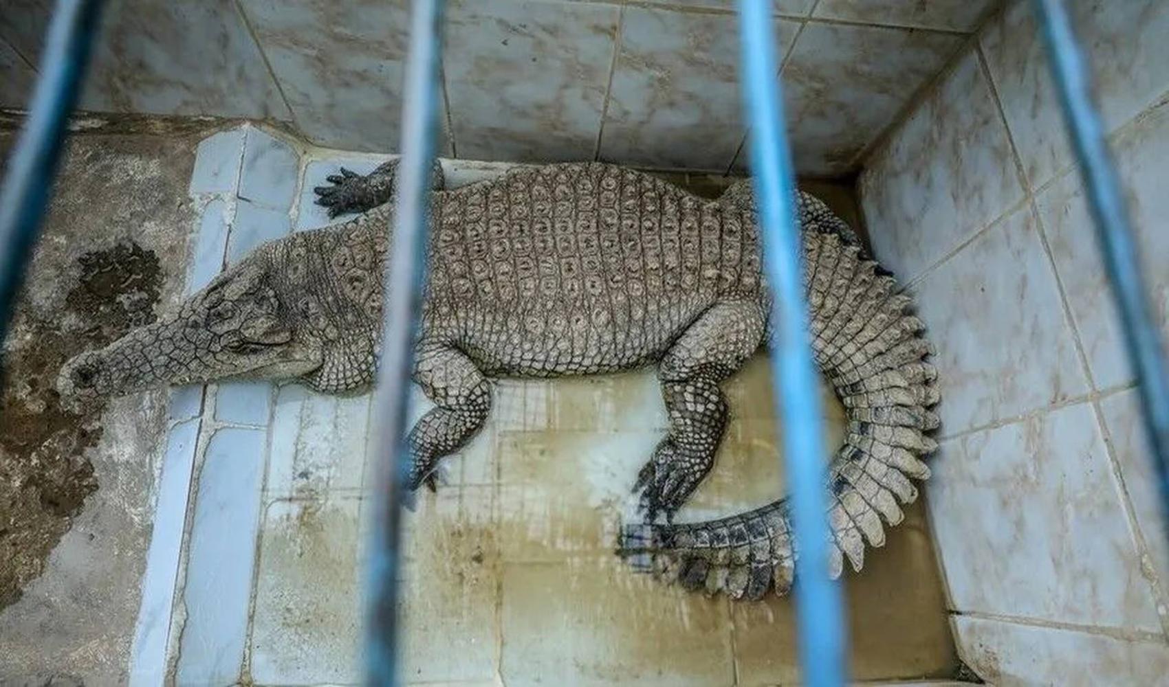 İsrail’de ‘timsahlı cezaevi’ planı mahkemeye takıldı