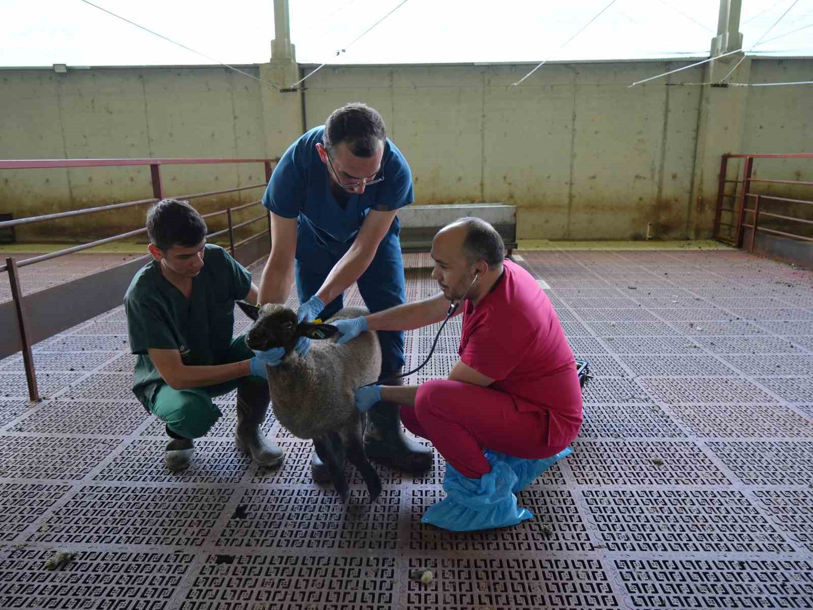 Veteriner hekimler ve görevliler bir koyunun sağlık kontrolünü yapıyor.