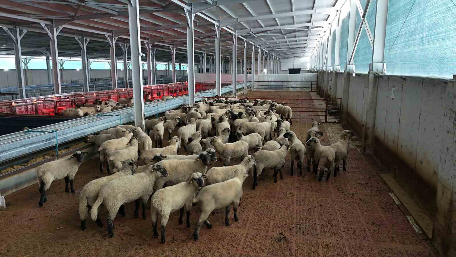 Modern bir kapalı çiftlik alanında çok sayıda koyun görülüyor.