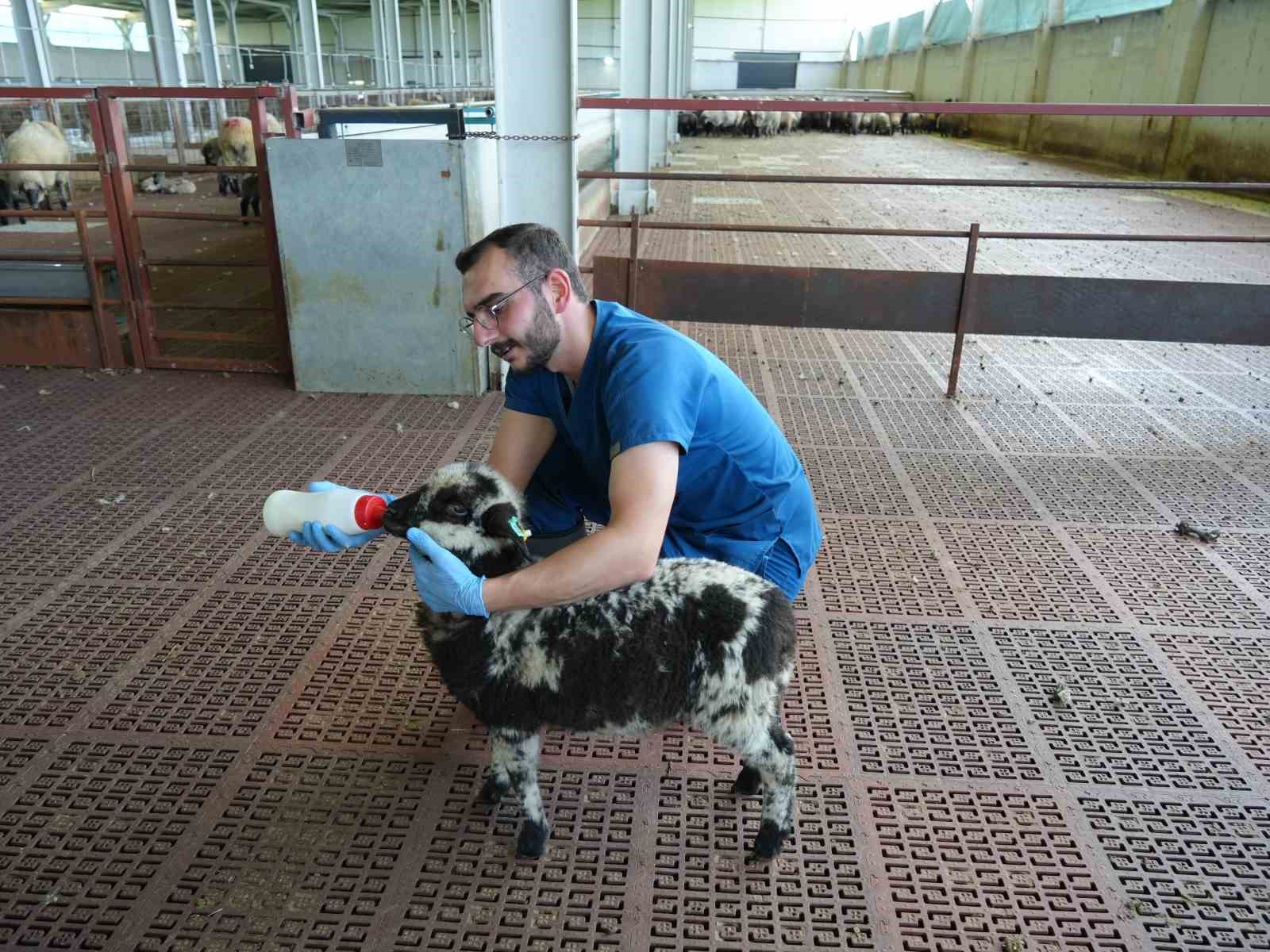 Bir veteriner hekim, kapalı çiftlik alanında bir kuzuyu biberonla besliyor.