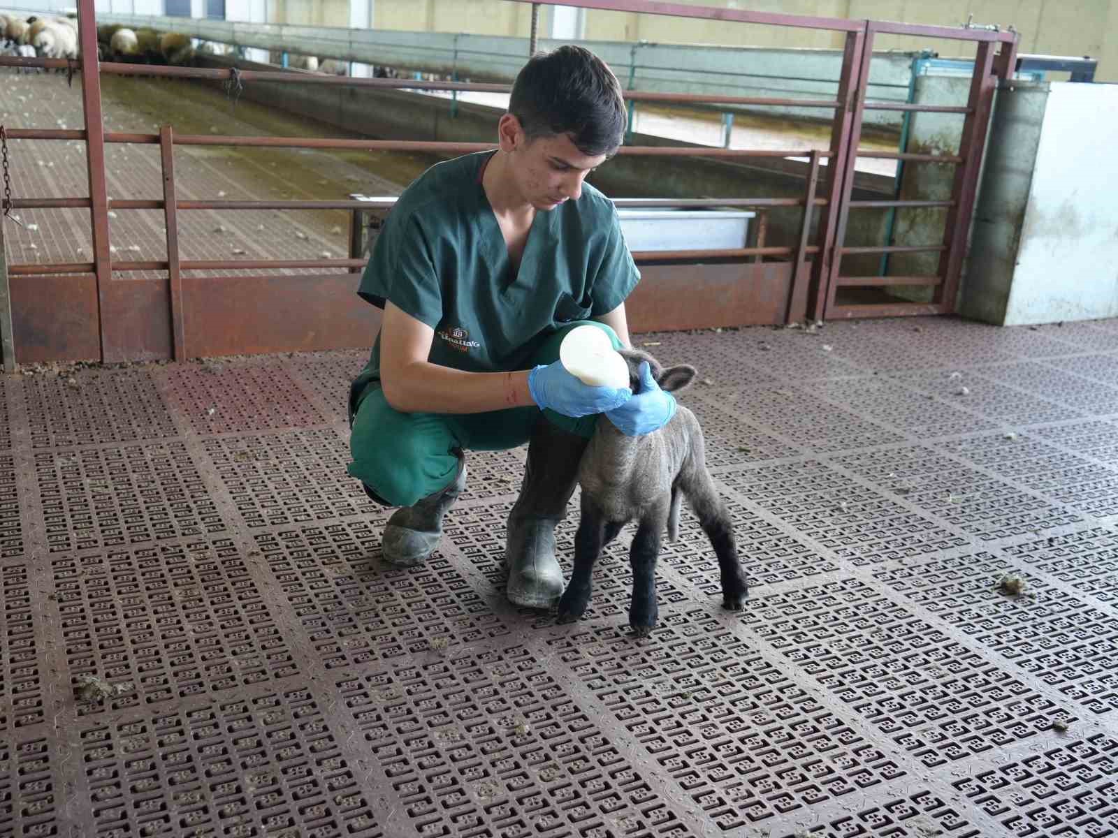 Bir görevli, küçük bir kuzuyu biberonla besliyor.