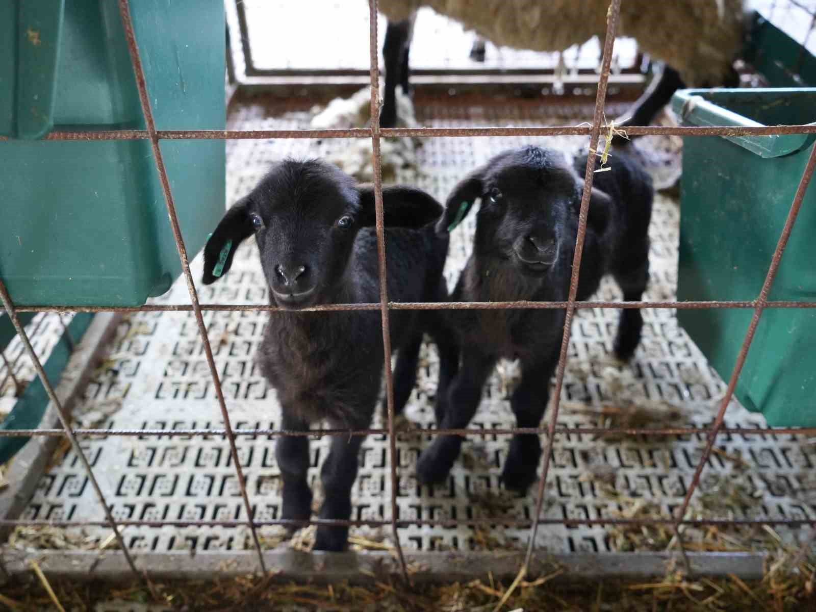 İki siyah kuzu, çiftlik bölmesindeki telin arkasından görünüyor.
