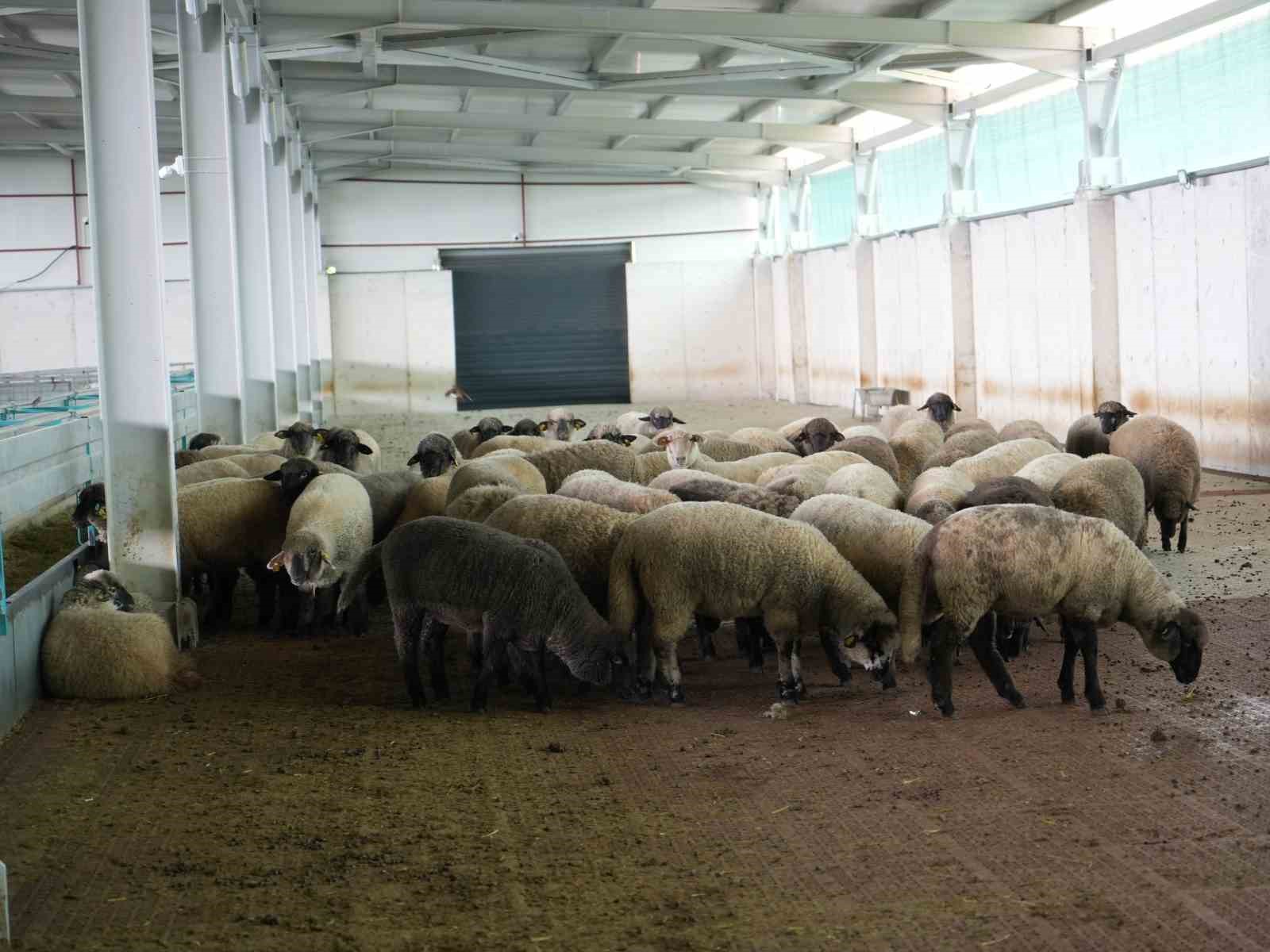 Kapalı bir çiftlik alanında yemlenen koyun sürüsü görülüyor.