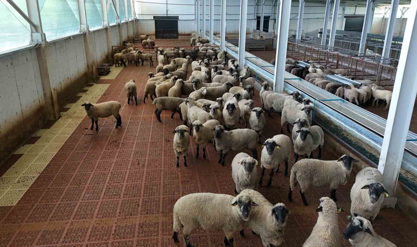 Geniş bir kapalı çiftlikte çok sayıda koyun ve kuzu bulunuyor.