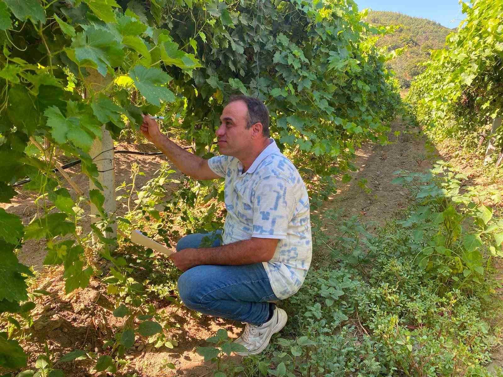 Sarıgöl’de üzüm bağında inceleme yapan teknik personel.