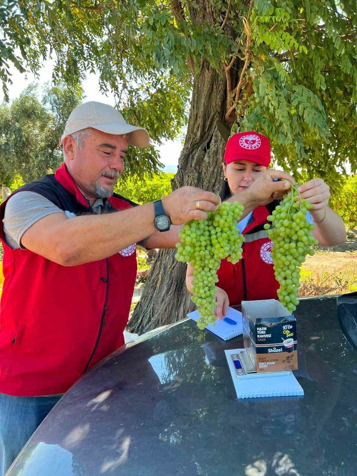 Üzüm salkımlarını inceleyen ve tartım hazırlığı yapan görevliler.