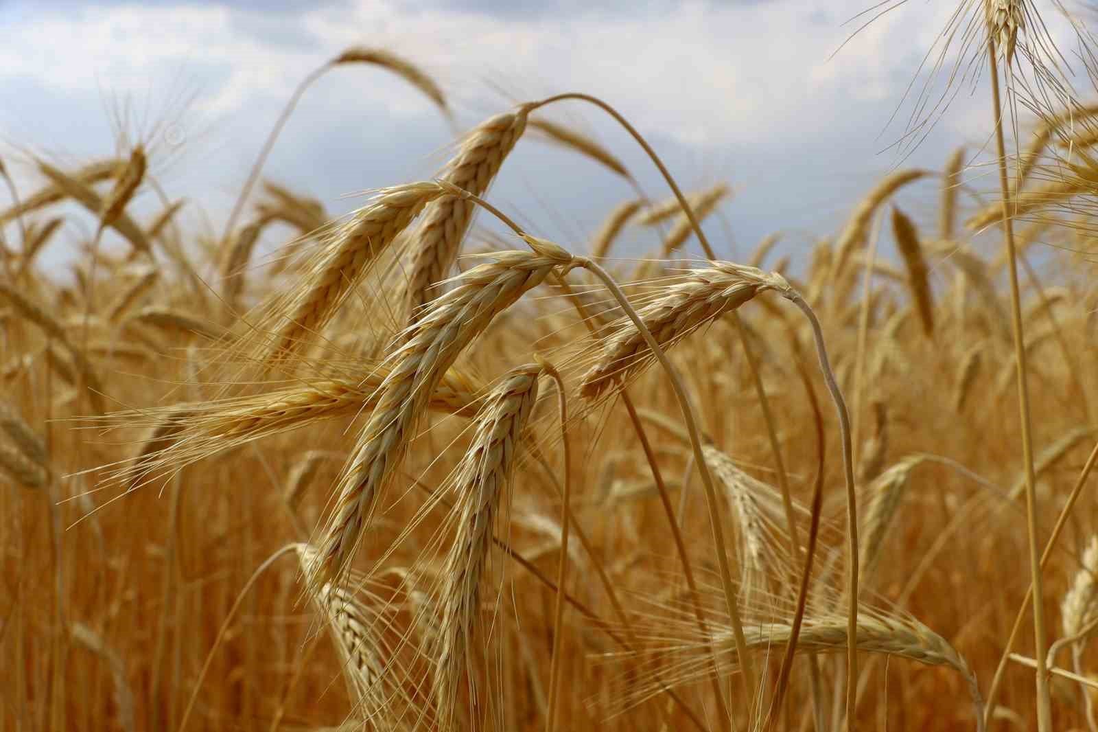 Olgunlaşmış buğday başaklarının yakın plan görüntüsü.