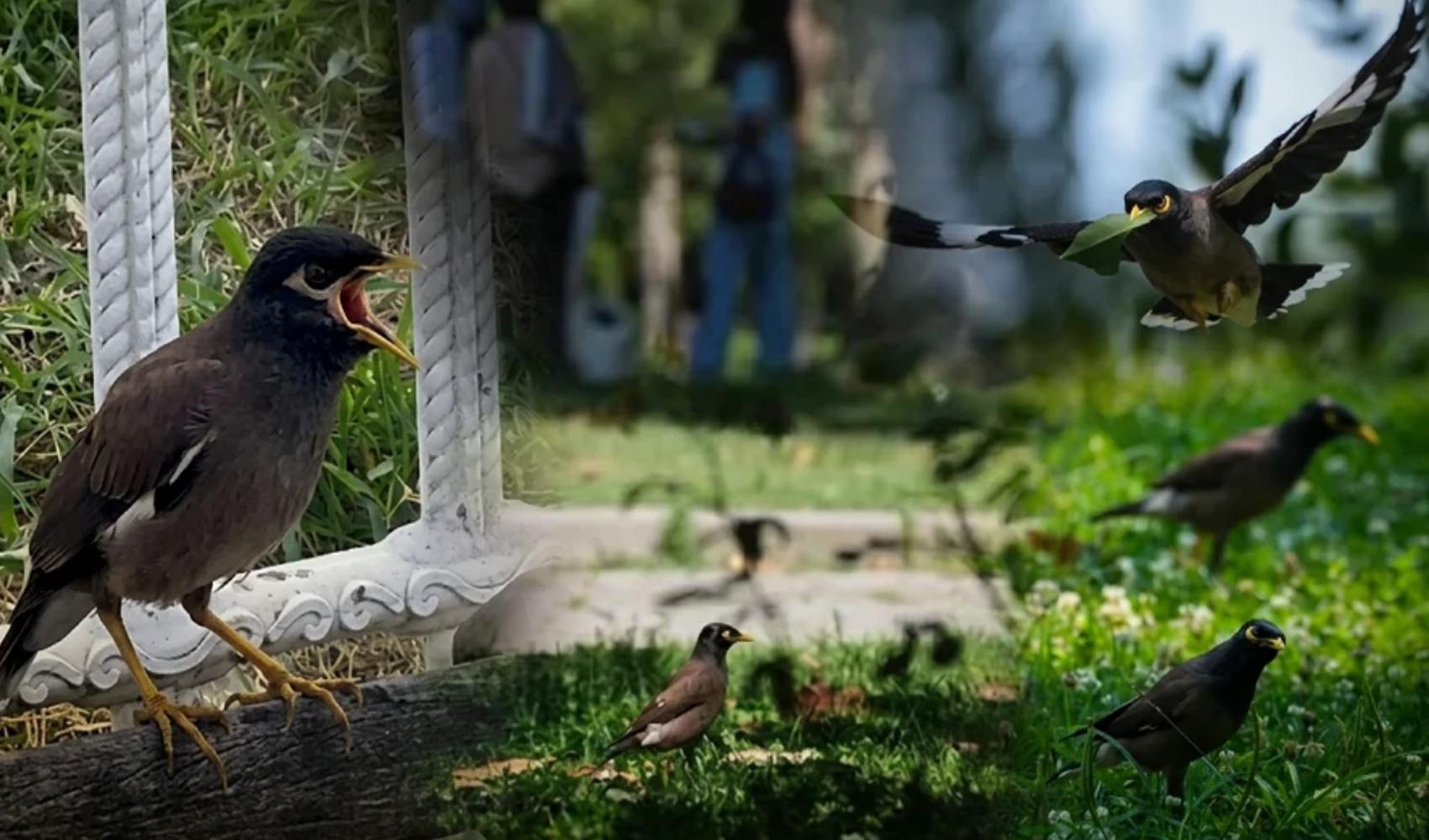 Le mainate triste, espèce invasive en pleine expansion à Istanbul, menace les espèces locales