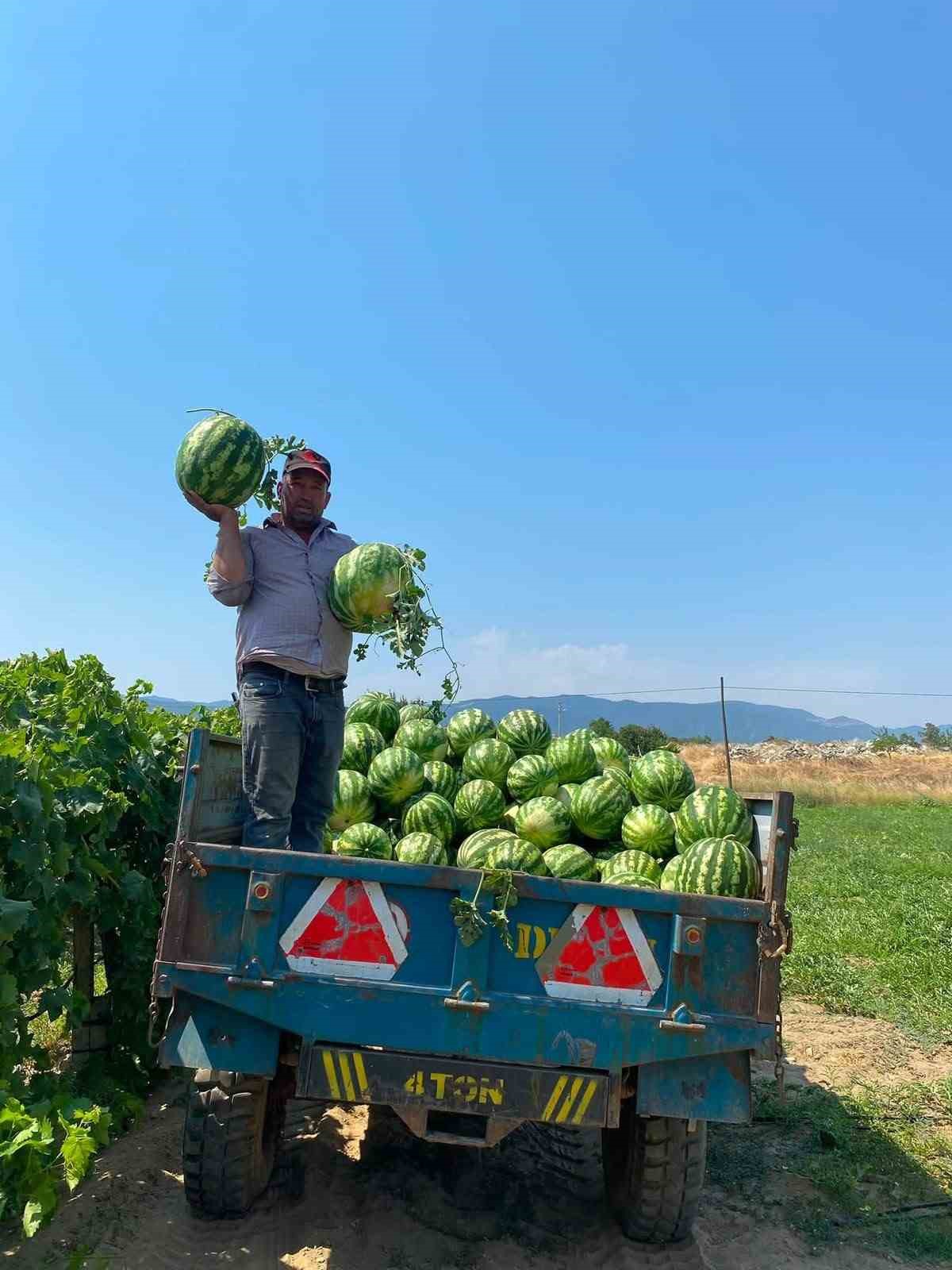 Karpuz üreticisi Zafer Gençelli traktör kasasındaki karpuzların yanında görülüyor.