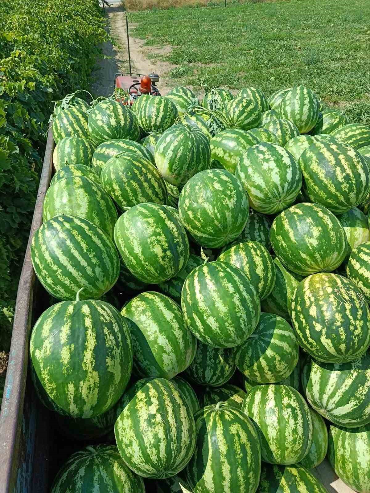 Traktör kasasında çok sayıda karpuzun yer aldığı yakın plan görüntü.