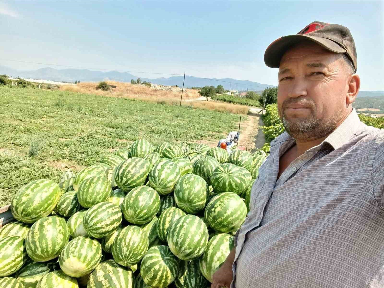 Zafer Gençelli, tarlada traktör kasasına yüklenmiş karpuzların yanında duruyor.
