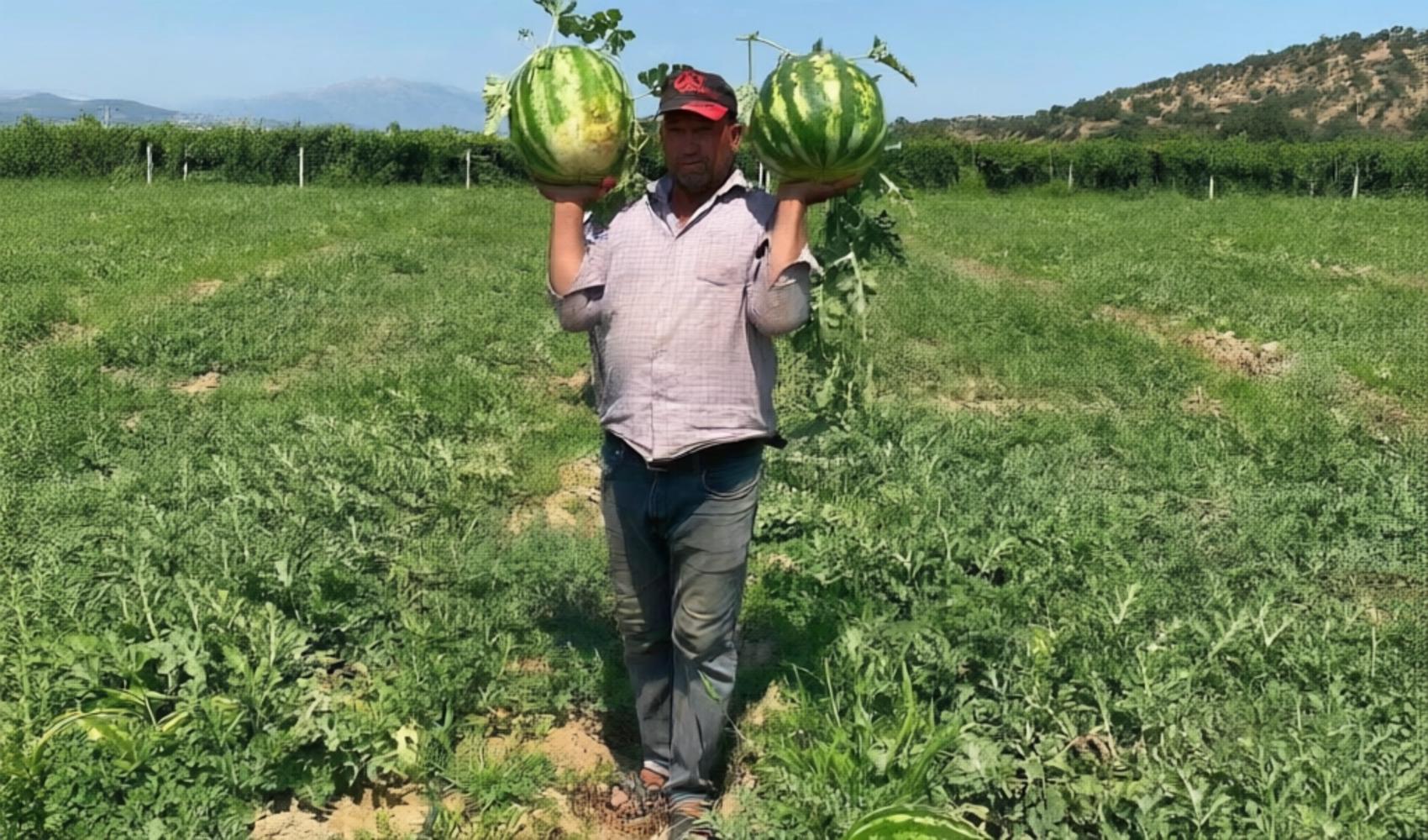 Karpuz üreticisi ürünü aracısız satmaya başladı