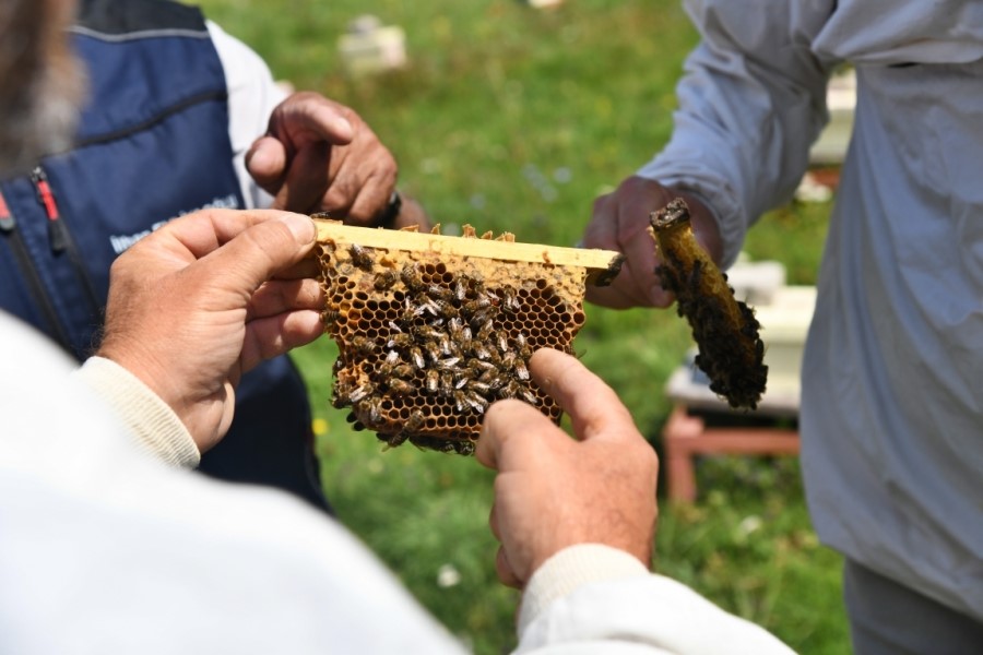 Ardahan’da bal peteği ve arıların incelendiği hasat çalışması.