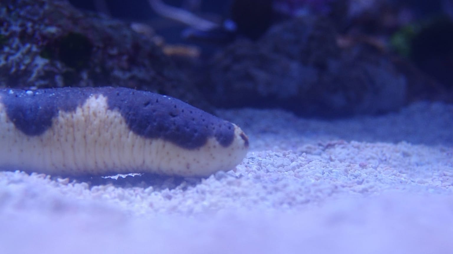 Akvaryum tabanında görülen bir deniz hıyarı arşiv görüntüsü.