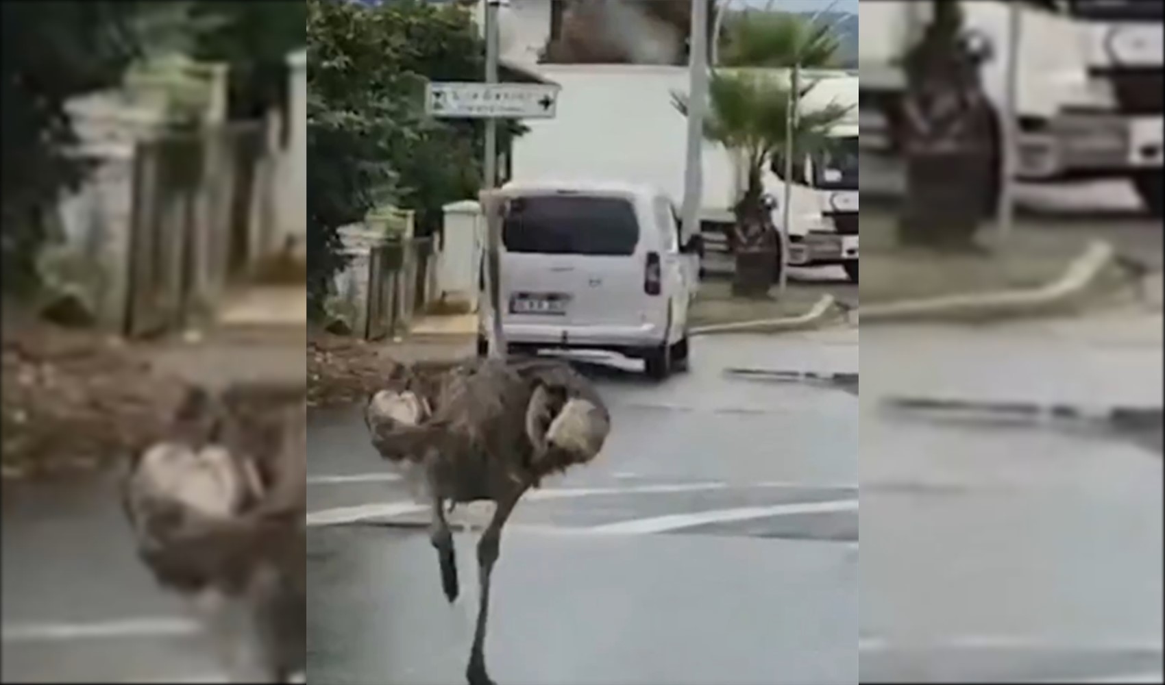 Şile’de kaçan deve kuşu trafiğe çıktı: Görenler şaşkına döndü