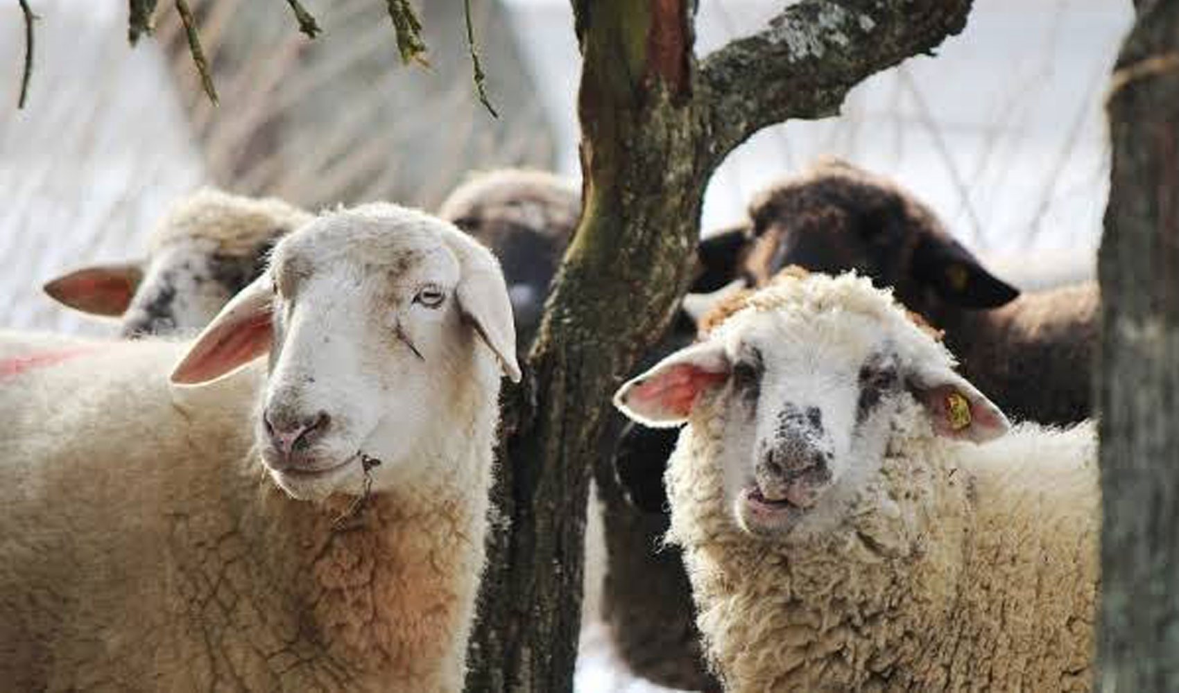Ministry of Agriculture and Forestry announces: Number of sheep in Turkey has exceeded 49 million