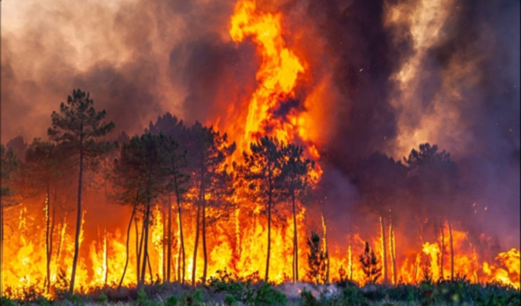 16 arrests in forest fire investigations