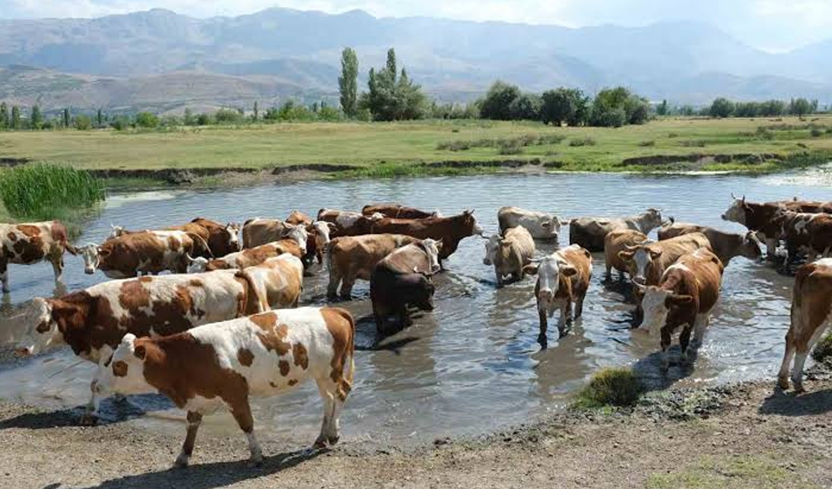 2026 livestock support amounts announced